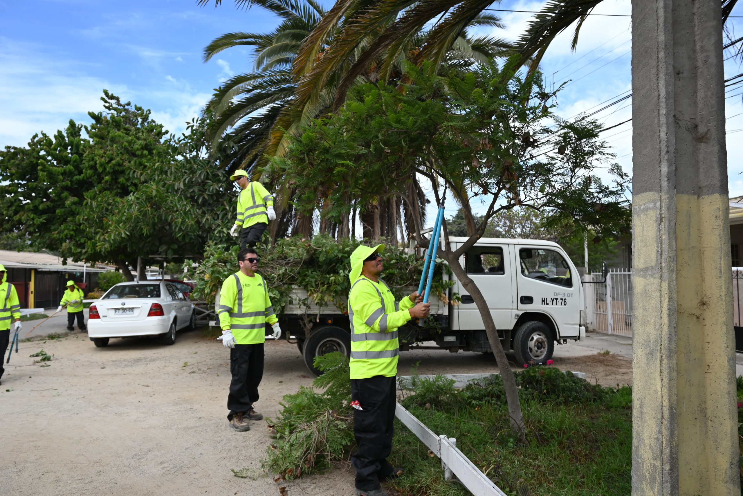 Se Inician Trabajos De Podas Junto Al Proyecto Quillota Respira Para