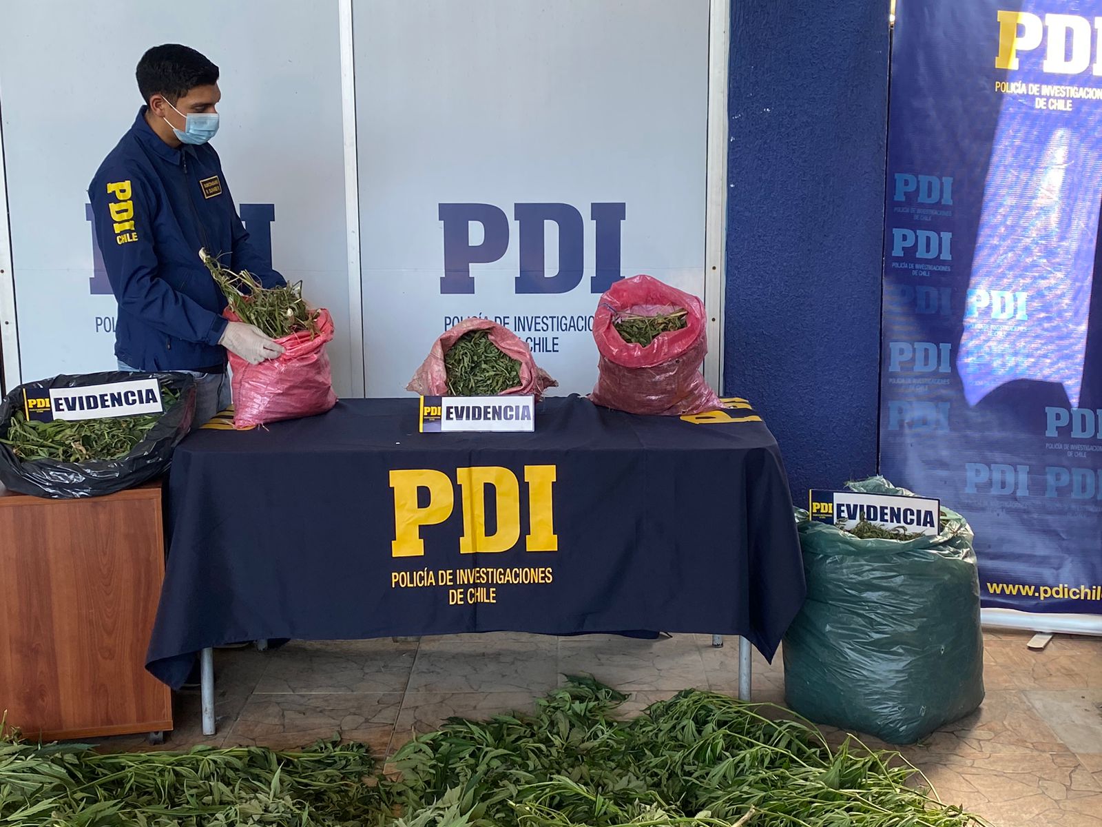 Pdi Incauta M S De Cien Plantas De Cannabis En Hijuelas Emisoras Crystal